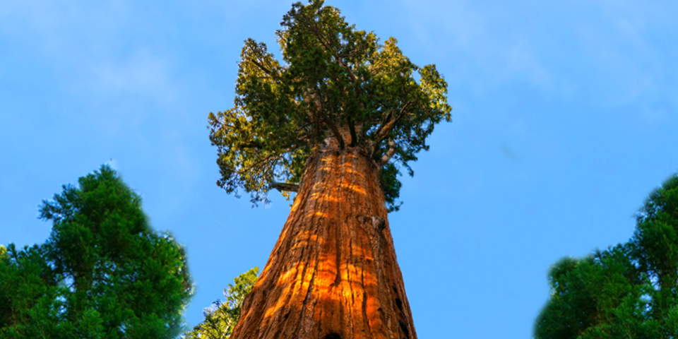 Picture shows various trees looking upwards from the ground.