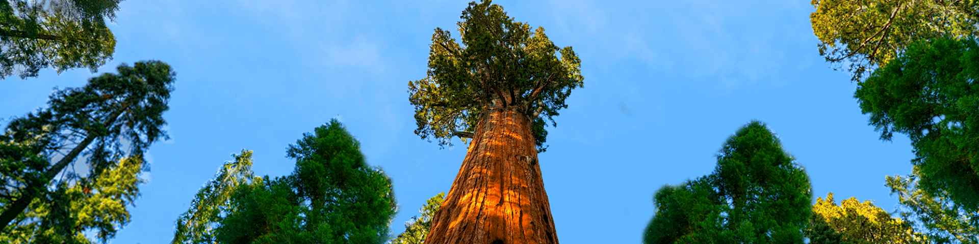 Picture shows various trees looking upwards from the ground.