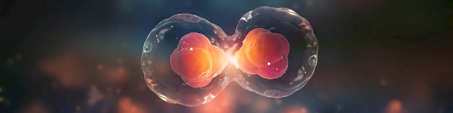 Graphical representation of a cell in the final stage of cell division.