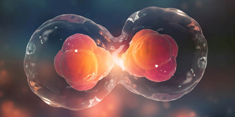 Graphical representation of a cell in the final stage of cell division.