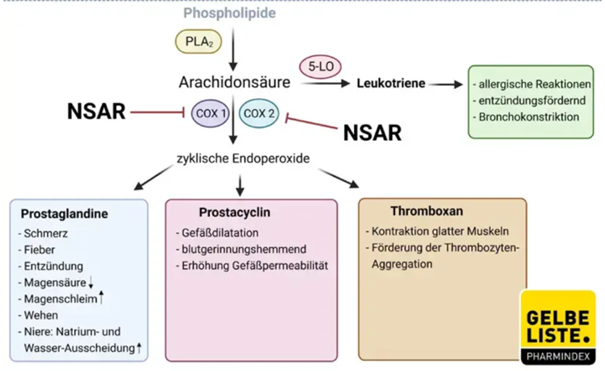 Grafik zeigt, wie Ibuprofen als NSAR die Enzyme COX-1 und COX-2 hemmt und dadurch Schmerz, Entzündung und Fieber reduziert. Quelle: Gelbe Liste, Wirkstoffe - Ibuprofen, 2025.